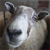Click To Go To The Compare The Sheep Home Page