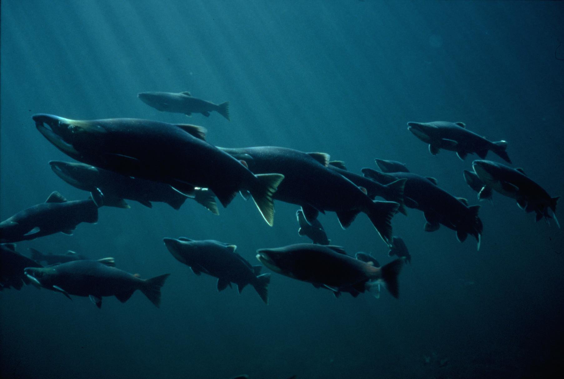 Watershed Watch Salmon Society