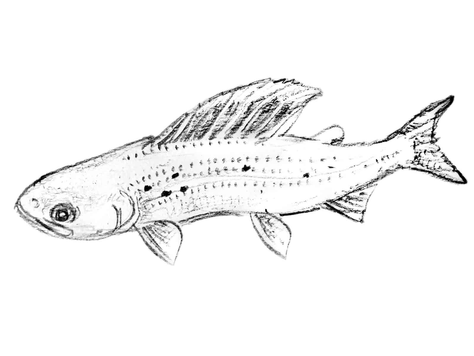 Grayling