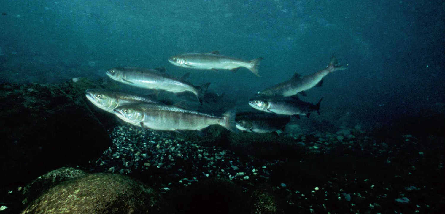 Pink Salmon