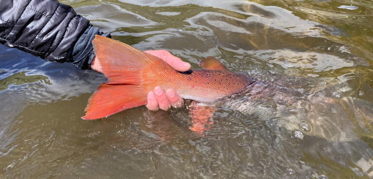 Salmon Need Cold Water. We’re Tracking It Across Continents.